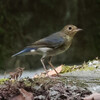 神戸）再度公園。コルリ（オス幼鳥？）、ホオジロ（＋幼鳥）、シジュウカラ、メジロ、イソヒヨドリ。コミスジ、モンキアゲハ。ベニイグチ。