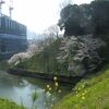 2021年3月24日 千鳥ヶ淵の桜 March 24, 2021 Cherry blossoms in Chidori-gabuchi