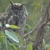 Indian Eagle Owl インドワシミミズク(インドの鳥その21)