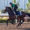 インディチャンプ、香港マイル制覇へ。