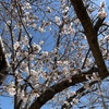 【雑記】今日は長男氏の入学式でした！！満開の桜と晴天の中、ではなくて土砂降りではじまりはいつも雨状態。そして謎の太鼓が鳴り響く・・・。