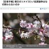 「韓日のソメイヨシノ起源論争はなぜ終わらないのか」ハンギョレ｜ところが、記事の写真の桜はコヒガン