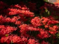 如意輪寺で画面いっぱいの彼岸花を撮影する