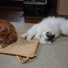 ストーブの前で。鎌倉冬の陣