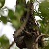 アフリカコノハズク(African Scops Owl)