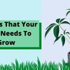 4 Things That Your Plant Needs To Grow