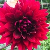 ダリアの花