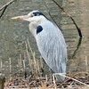 杁ヶ池の鳥たち