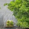梅雨入り（したと見られる）