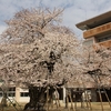 【土浦市】真鍋の桜・・