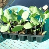 キャベツ「初秋」の植付