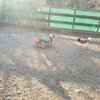 犬のトレーニング。