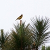 ベトナムカワラヒワ Vietnamese Greenfinch