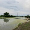 【6月 田舎の風景】自然豊かな田舎での生活と育児