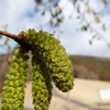 花か実か？かっこいい名前を持つヤシャブシ