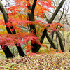 桜公園のイロハモミジ