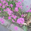 働き盛り