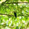 沢水のオオルリオスの若鳥