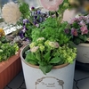 アネモネ　凜々花の寄せ植え