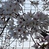 桜を愛でながら久々に玉川上水に向かう