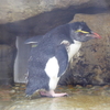 仙台うみの杜水族館　イワトビペンギン