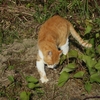猫と芋