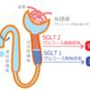 痩せてる患者にSGLT2禁忌の理由