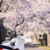 まほろばの里「🌸桜のトンネル🌸」へ