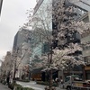 今日も桜満開