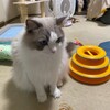 オンライン会議が苦手なふくちゃん