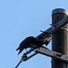 帰る頃にあらわれるカラス