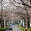 野境道路の桜はまだ