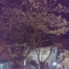 夜行吟 - 初桜に寄す