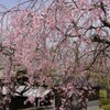 枝垂桜満開