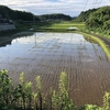 田植えとジャンボタニシ食害