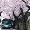 満開の桜の季節のお別れ