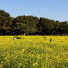 昭和記念公園の黄色いコスモス