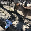 犬と失くした駐車券と鹿