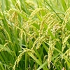 作況指数に関する雑学！