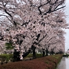 つくばで最高の桜の名所