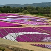 花追い旅：Flower  village  花夢の里 ⑤（広島県世羅郡世羅町）