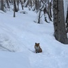 初めての生き物