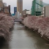 日本人はホントに桜が好きですね