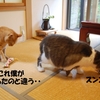 賞品取り合い