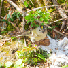2024年に出会った野鳥さんたち（オオルリ、キクイタダキ、ルリビタキ等）