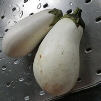 まかない・シャイン・クッキング🍴