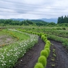 実は秋田特産品で畑のキャビアと言われている可愛らしい姿のコキア