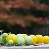 ハニーイエローとは？｜甘くて裂果しにくい黄色いミニトマト【サントリーフラワーズ】