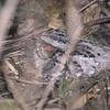 スラウェシヨタカ（スラウェシの鳥その5）Sulawesi Nightjar 