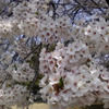 眞原の桜並木